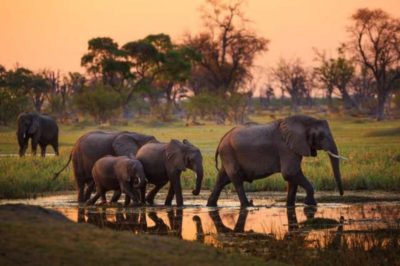 5 Good Reasons To Visit Botswana By Dr Boikanyo Trust Phenyo